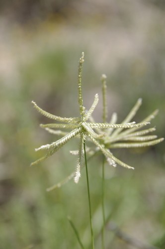 Hooded windmill grass (Chloris cucullata) Flower, Leaf, Care, Uses -  PictureThis