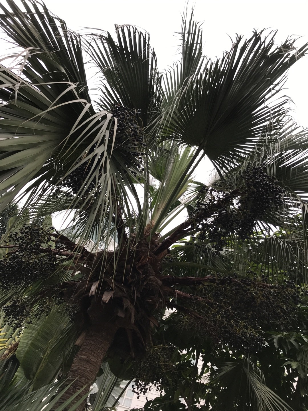 希少植物 玉クバ トックリビロウ 希少植物 玉クバ トックリビロウ - メルカリ