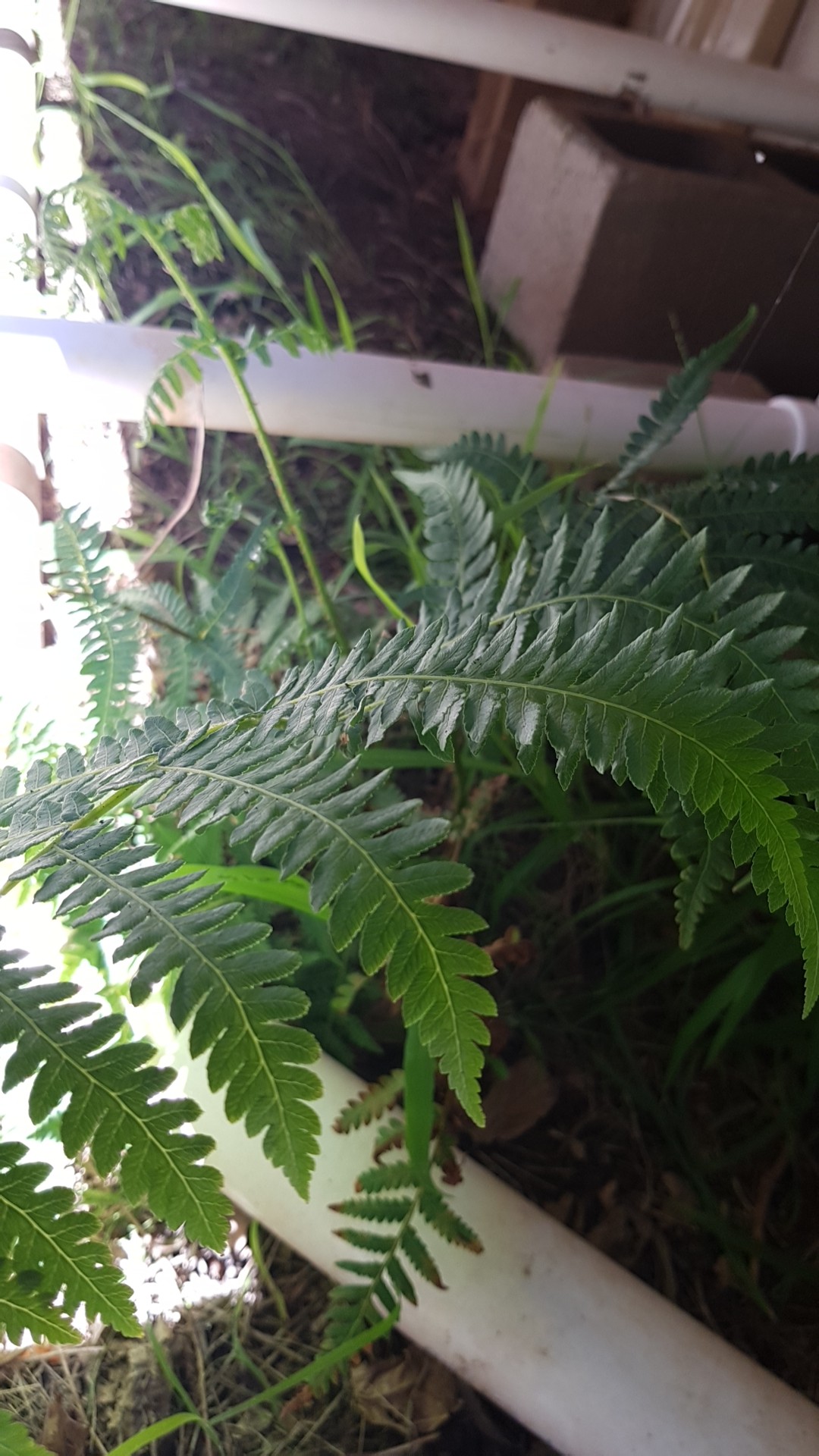 Polypode commun (Polypodium vulgare) - PictureThis