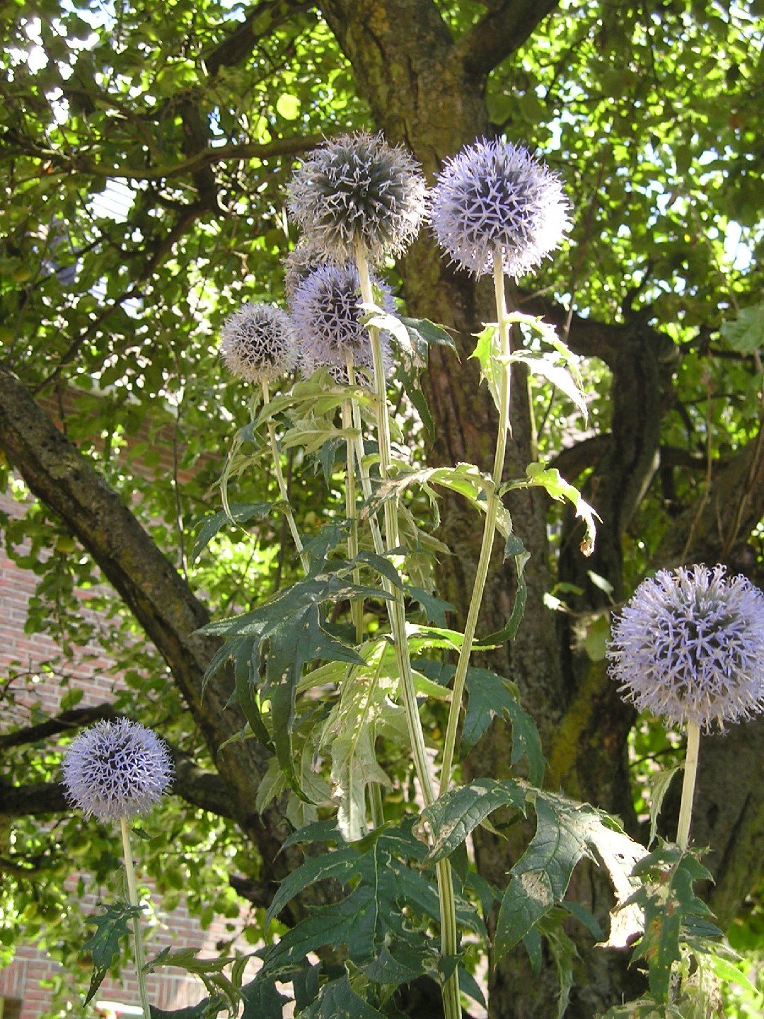 ルリタマアザミ（瑠璃玉薊）の育て方・栽培方法