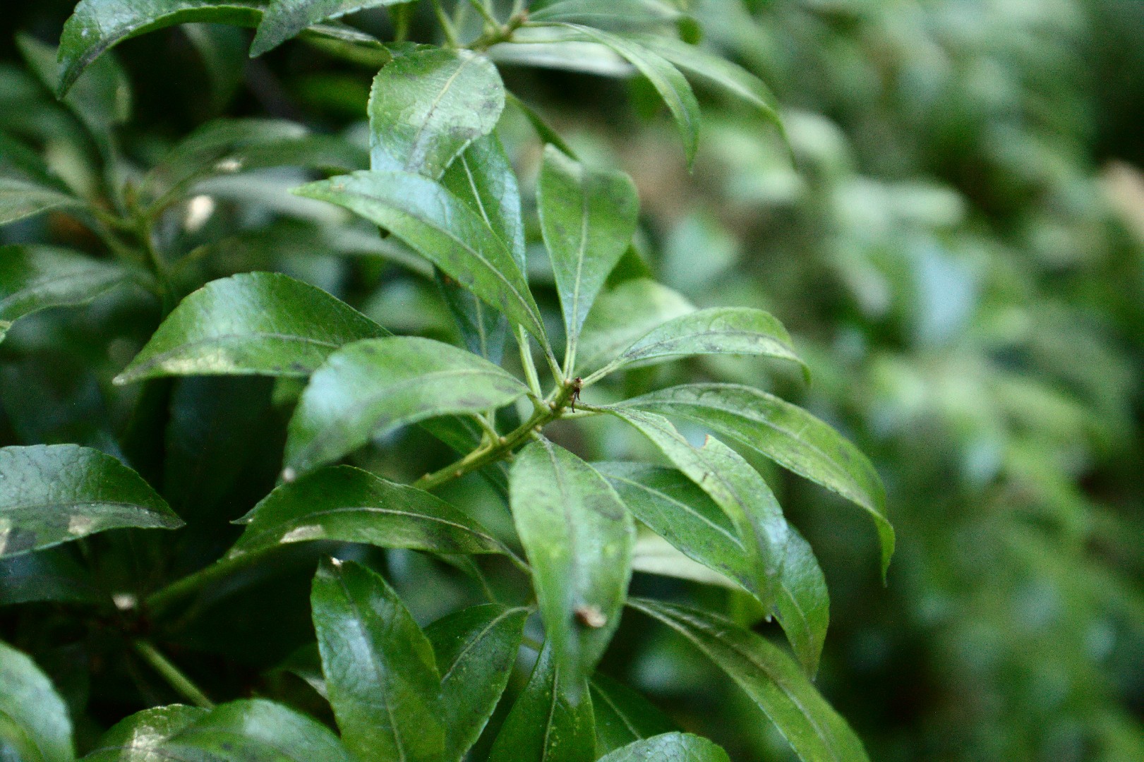 The Optimal Temperature to Eliminate Bird Mites A Comprehensive Guide