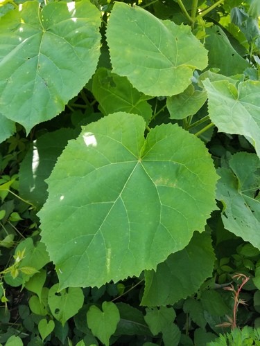 Paulownia - Clorofila