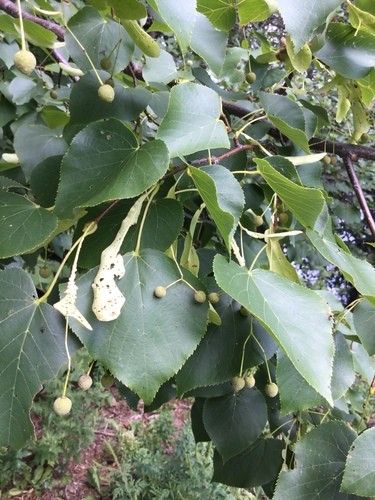 Tilleul à petites feuilles - racine nue - jeune plant de 2 ans