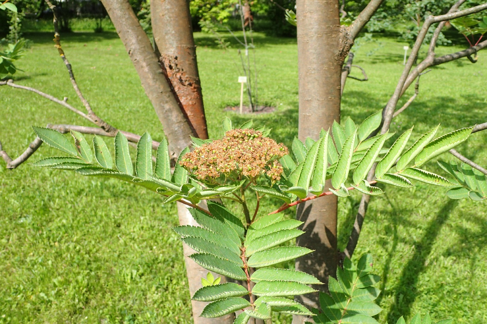 How to Plant and Grow Northern mountain ash(Sorbus decora)