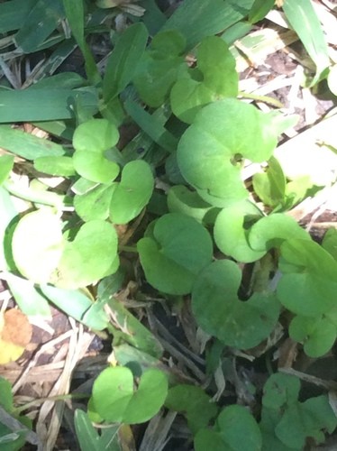 Carolina ponyfoot (Dichondra carolinensis) Flower, Leaf, Care, Uses ...