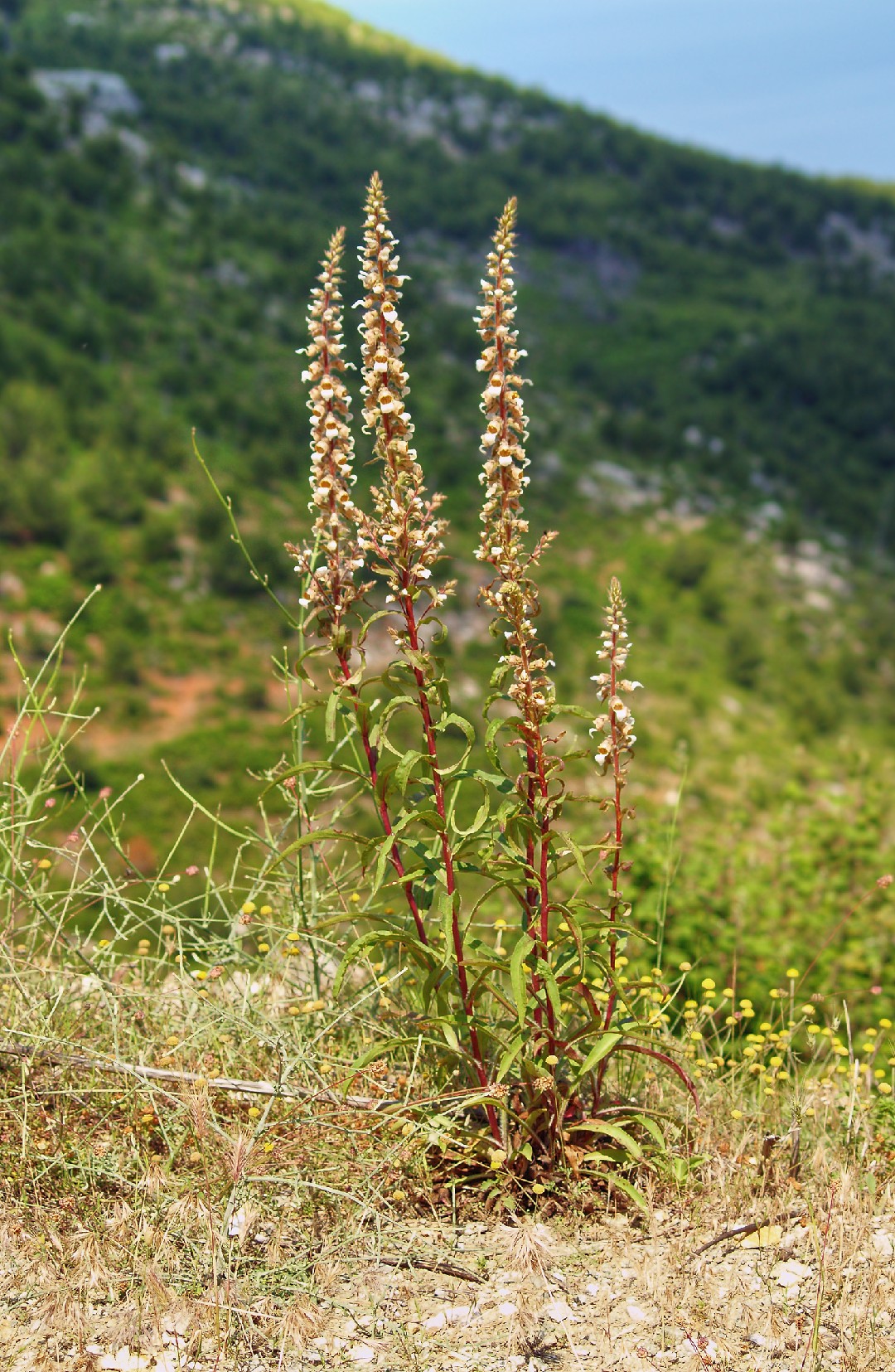 Image of Grecian Foxglove ground cover plant