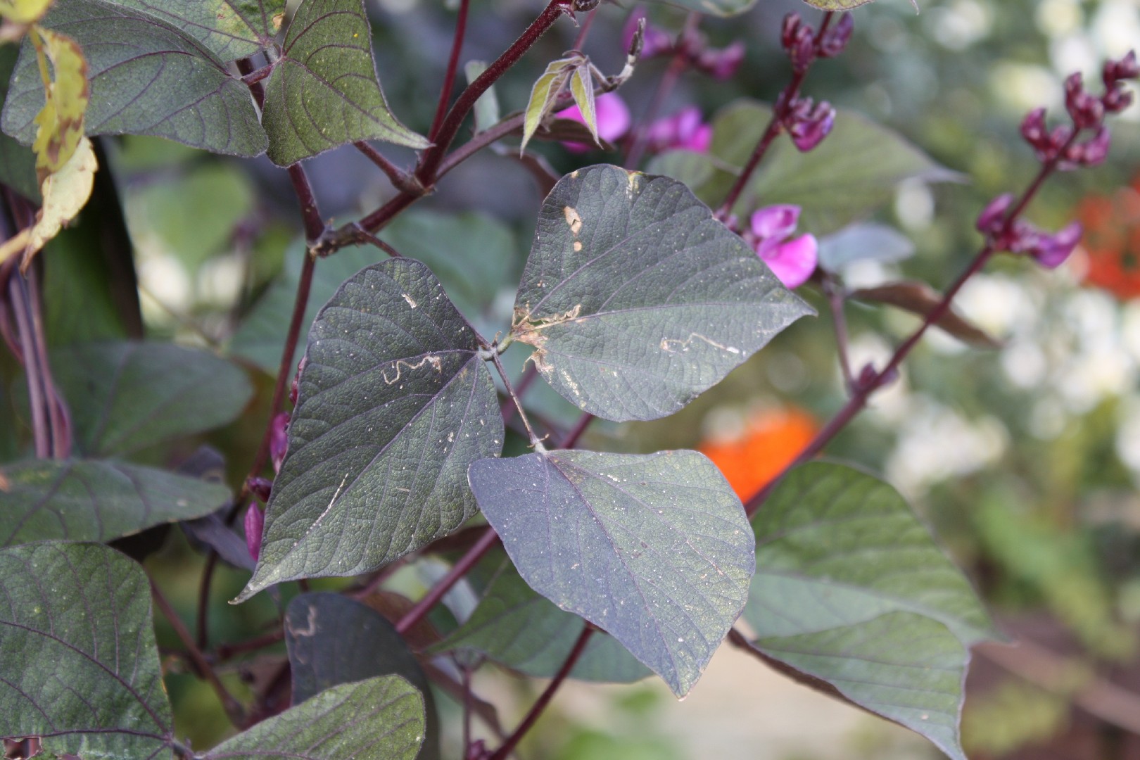 Graines De Pois Antaque (Lablab Purpureus) - Environ 10 Semences - Plante Grimpante Africaine Aux Fleurs Violettes