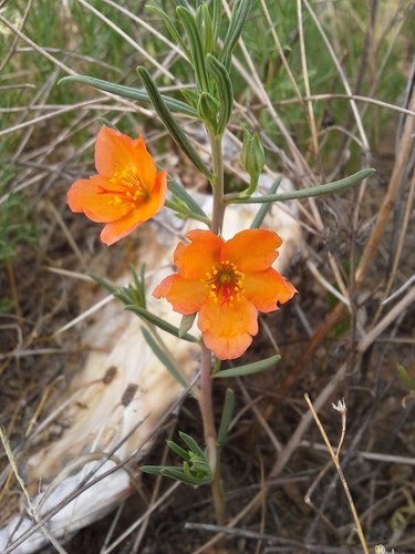 Orange fameflower (Phemeranthus aurantiacus) - PictureThis
