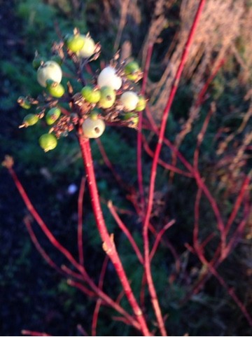 アカクキミズキ（赤茎水木）の判定方法 (Cornus sericea)