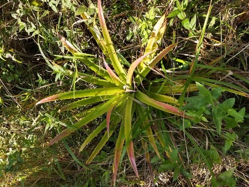 Piñuela (Bromelia pinguin) - PictureThis