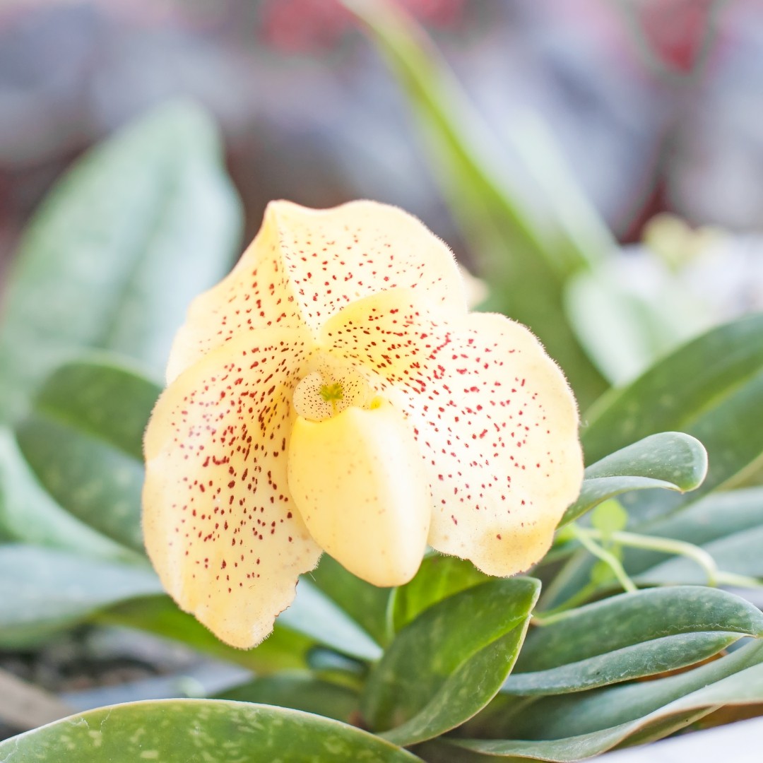 パフィオペディラム コンカラー (Paphiopedilum concolor