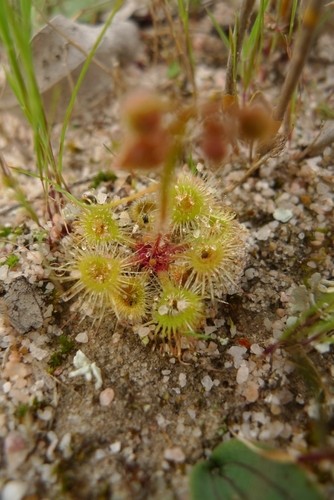 10 Semi Di Drosera Glanduligera – Pianta Carnivora Rara Da Coltivare
