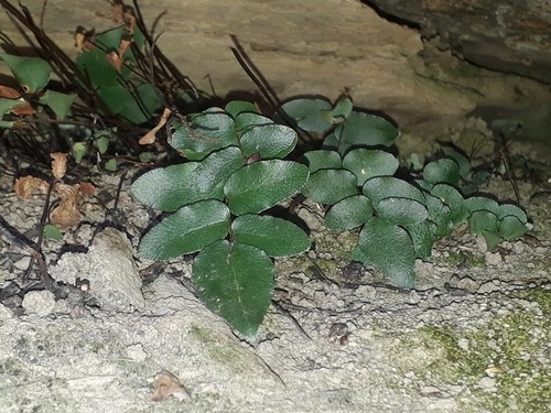 Pellaea calidirupium PictureThis