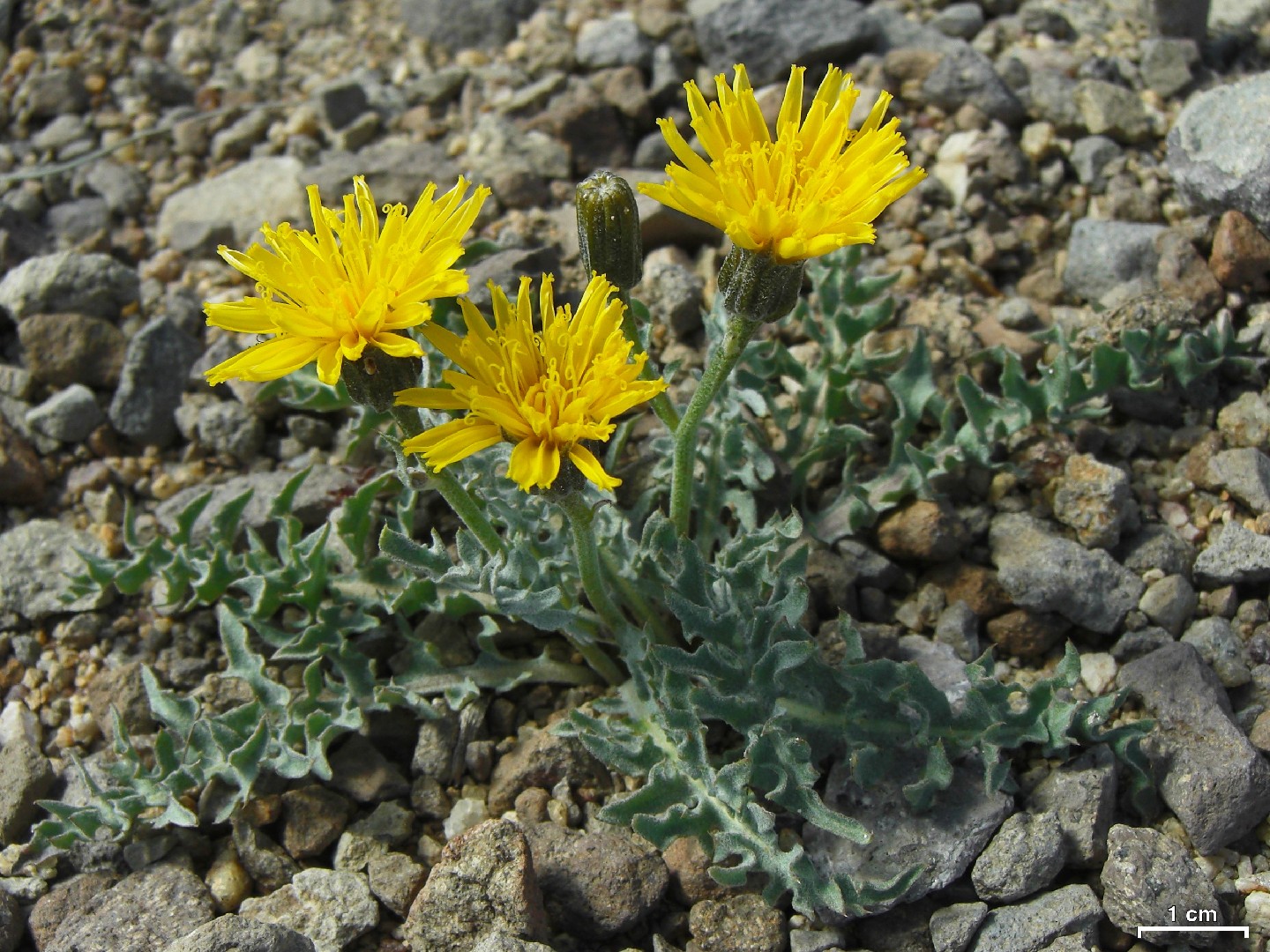 Crepis occidentalis - PictureThis