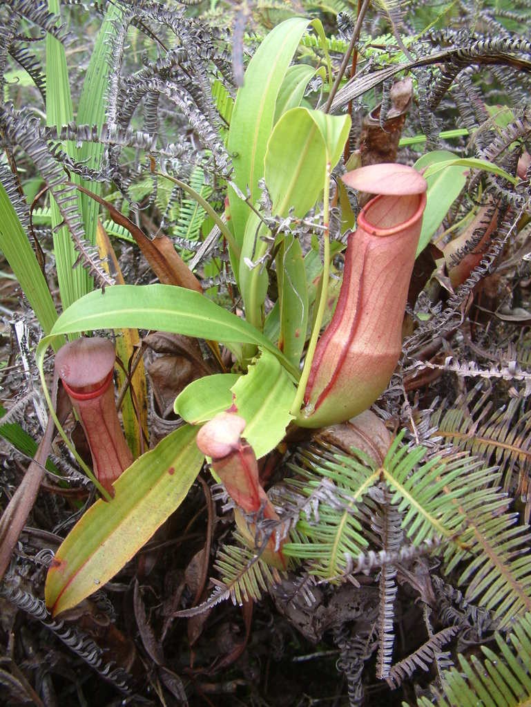 Transplanting Your Pitcher Plant into the Soil Mix