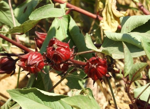 10 graines Hibiscus sabdariffa (Grosey péyi, Bissap, Karkadé, Oseille de  Guinée)
