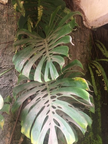 Le Brunissement De La Monstera Variegata 2: Les Taches Brunes