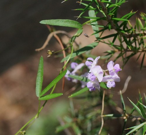 How to Grow and Care for Twining glycine