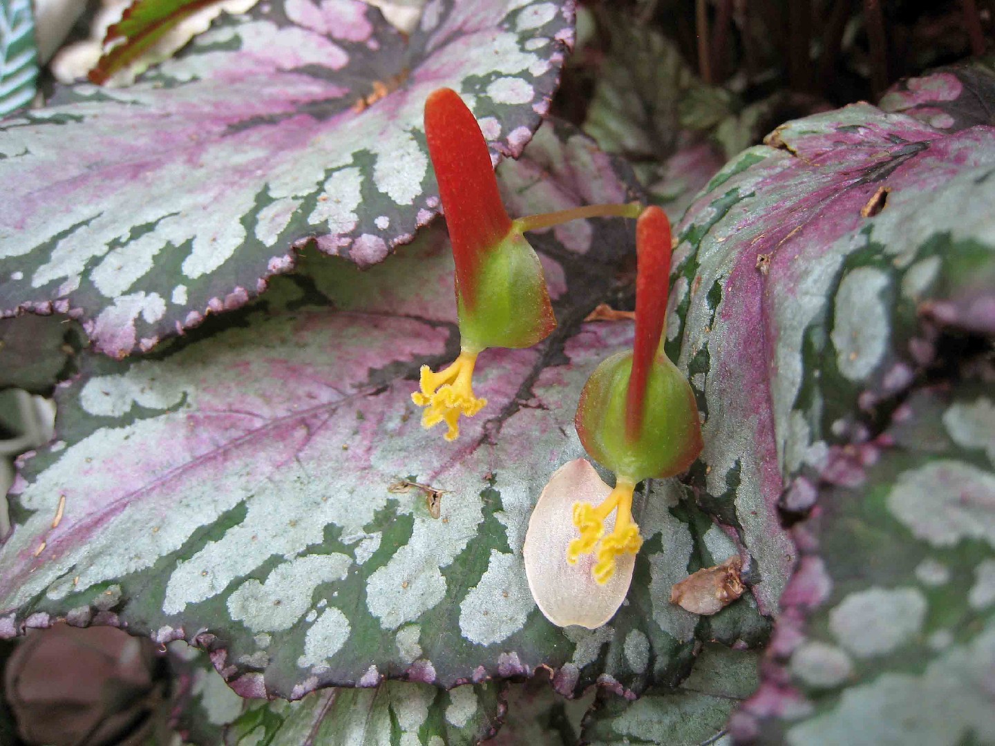 Begonia rex - PictureThis