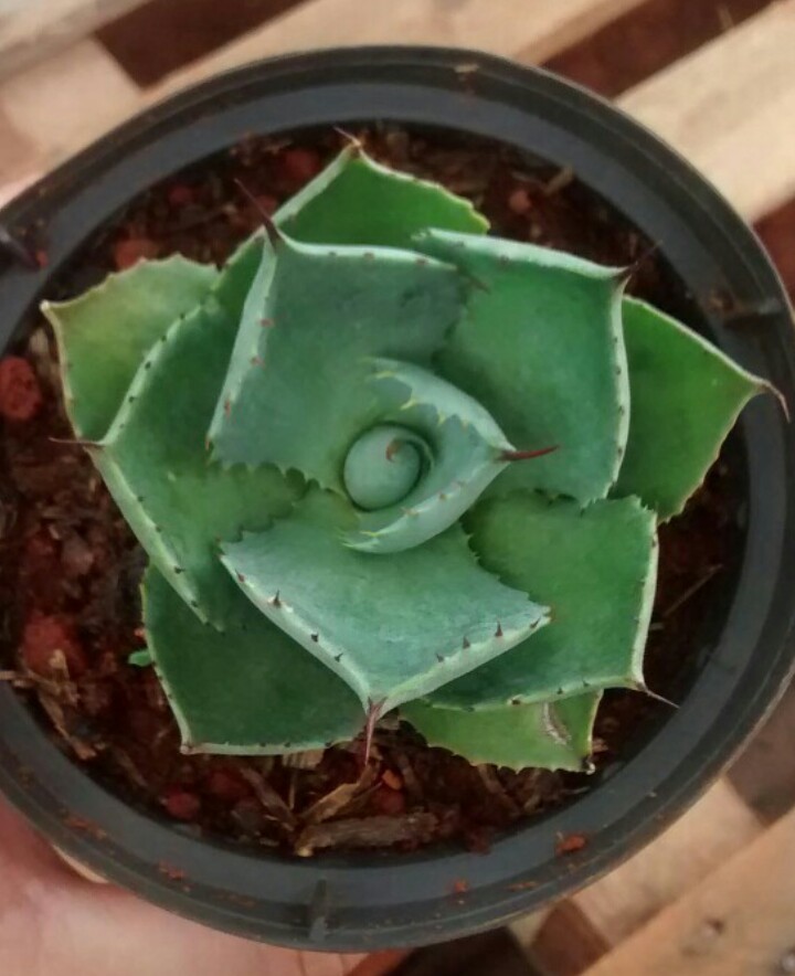 アガベライジン（アガベ雷神）の判定方法 (Agave potatorum)