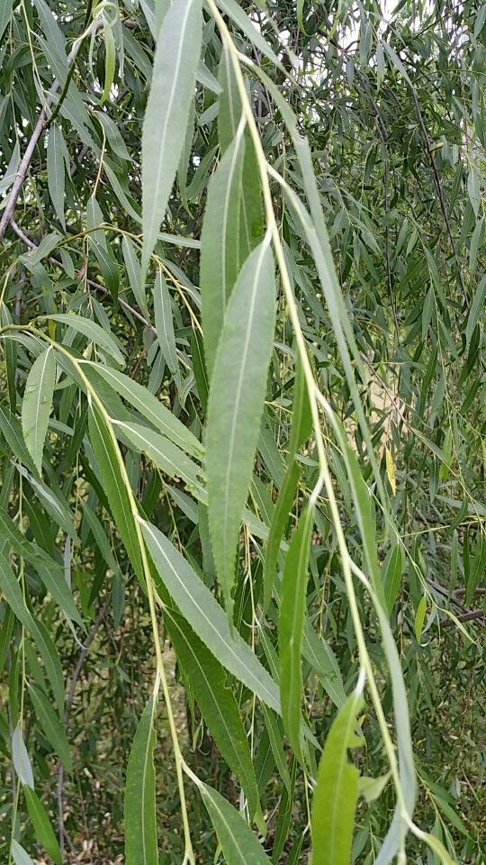 Salix pendulina PictureThis