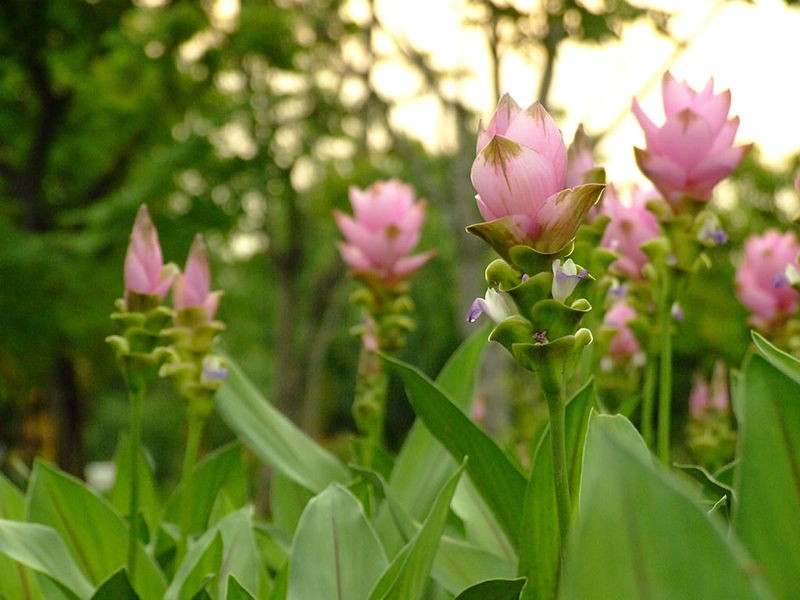 Tulipán de siam (Curcuma alismatifolia) - PictureThis