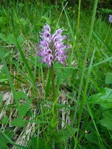 Orquídea cara de macaco (Orchis simia) - PictureThis