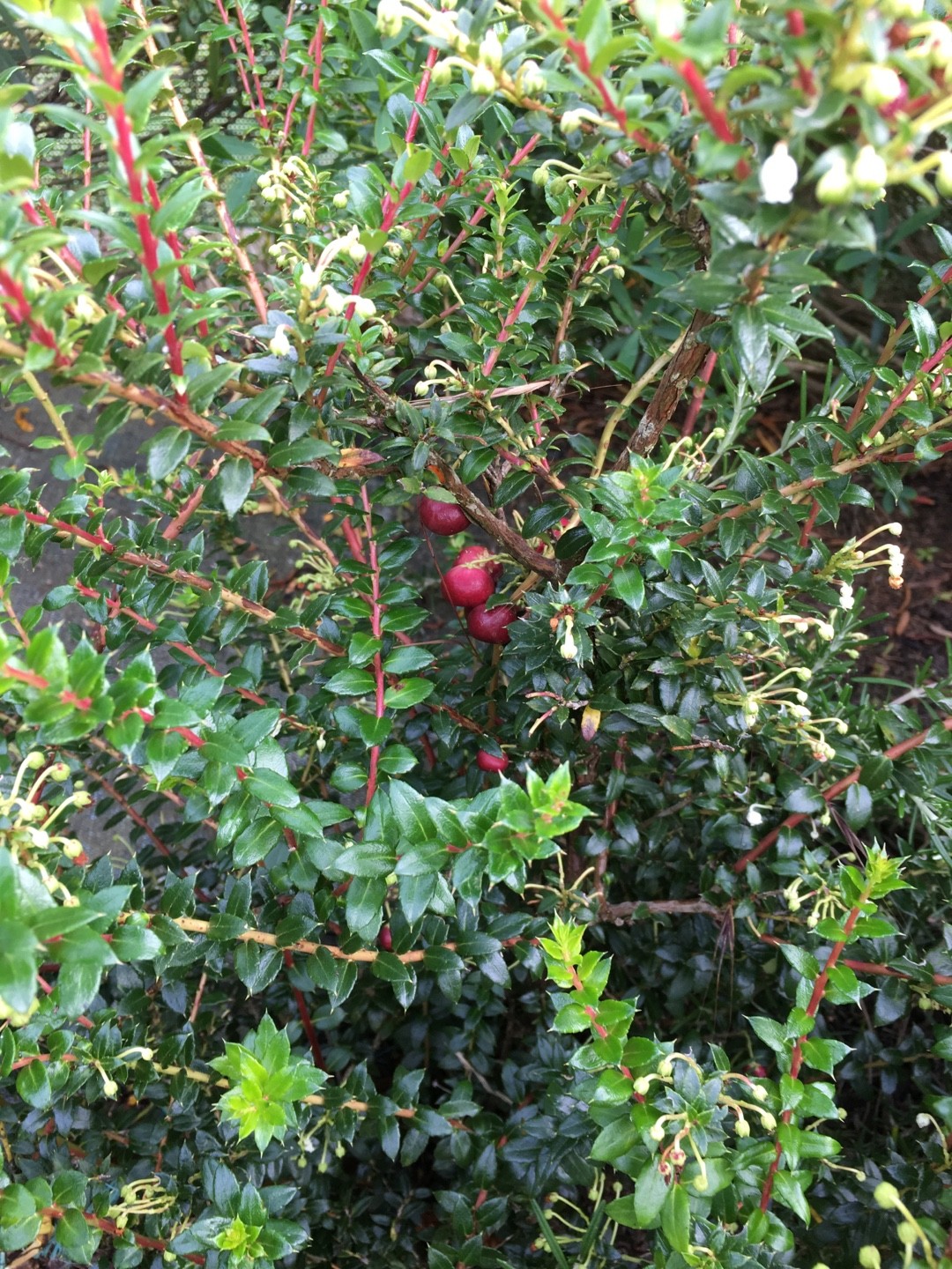 Гаультерия (Gaultheria) - PictureThis