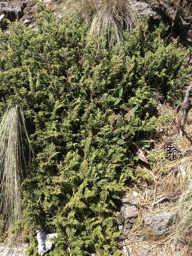 Mexican alpine juniper (Juniperus monticola) - PictureThis