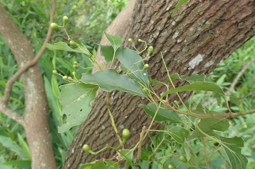 樟樹 (Cinnamomum camphora) 照顧,種植,繁殖,開花時間 - PictureThis