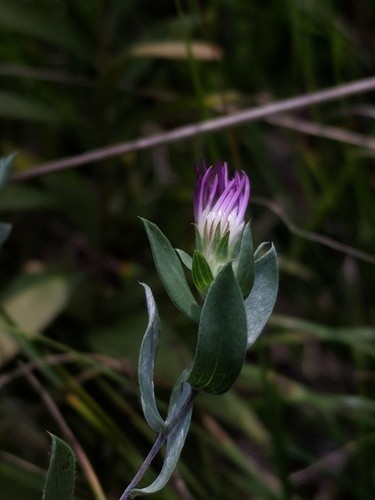 Symphyotrichum sericeum PictureThis