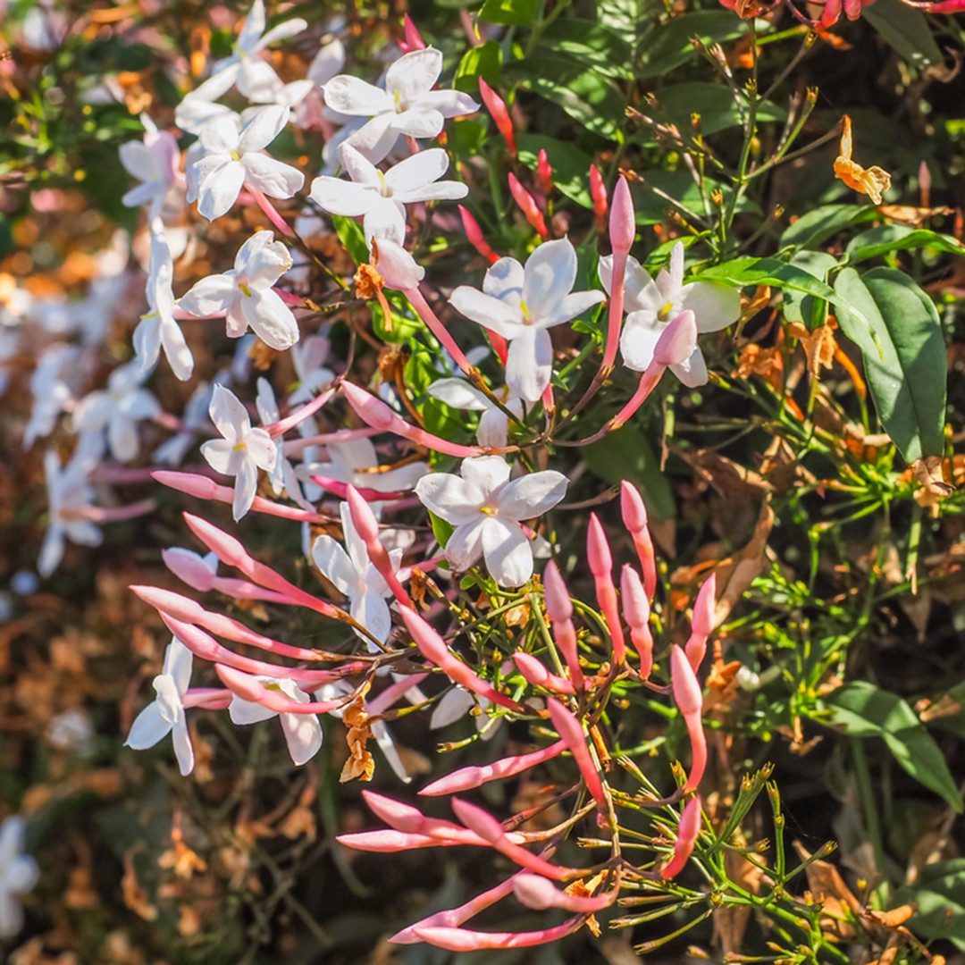 My Star Jasmine Flowers Are Turning Brown