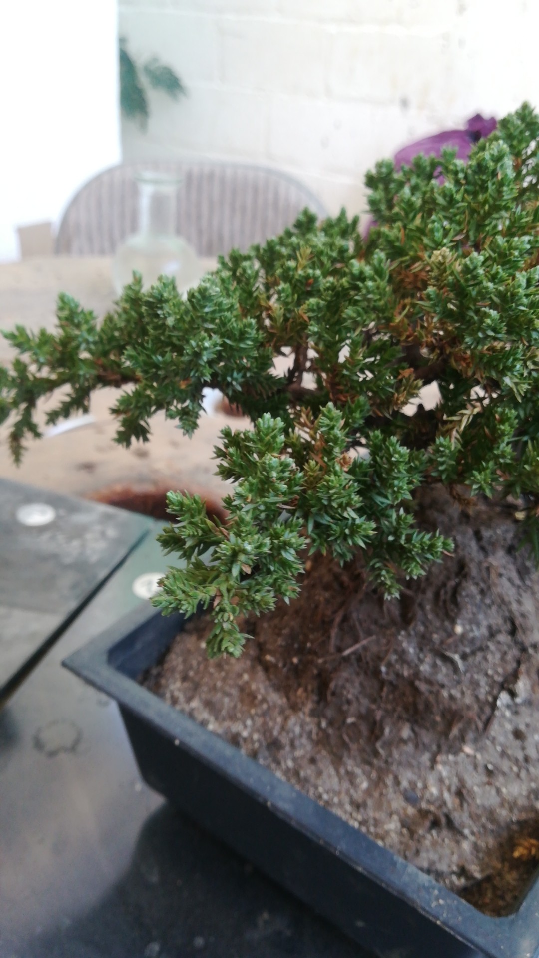 ソナレ（磯馴）の判定方法 (Juniperus procumbens)
