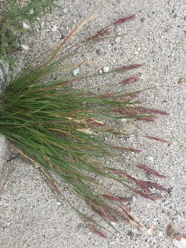 Schismus arabicus PictureThis