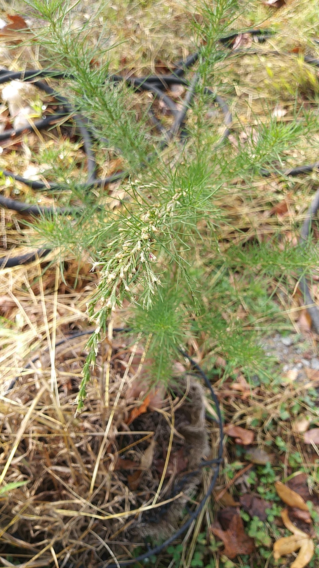 ハマヨモギ (Artemisia scoparia) 花言葉,毒性,よくある質問 - PictureThis