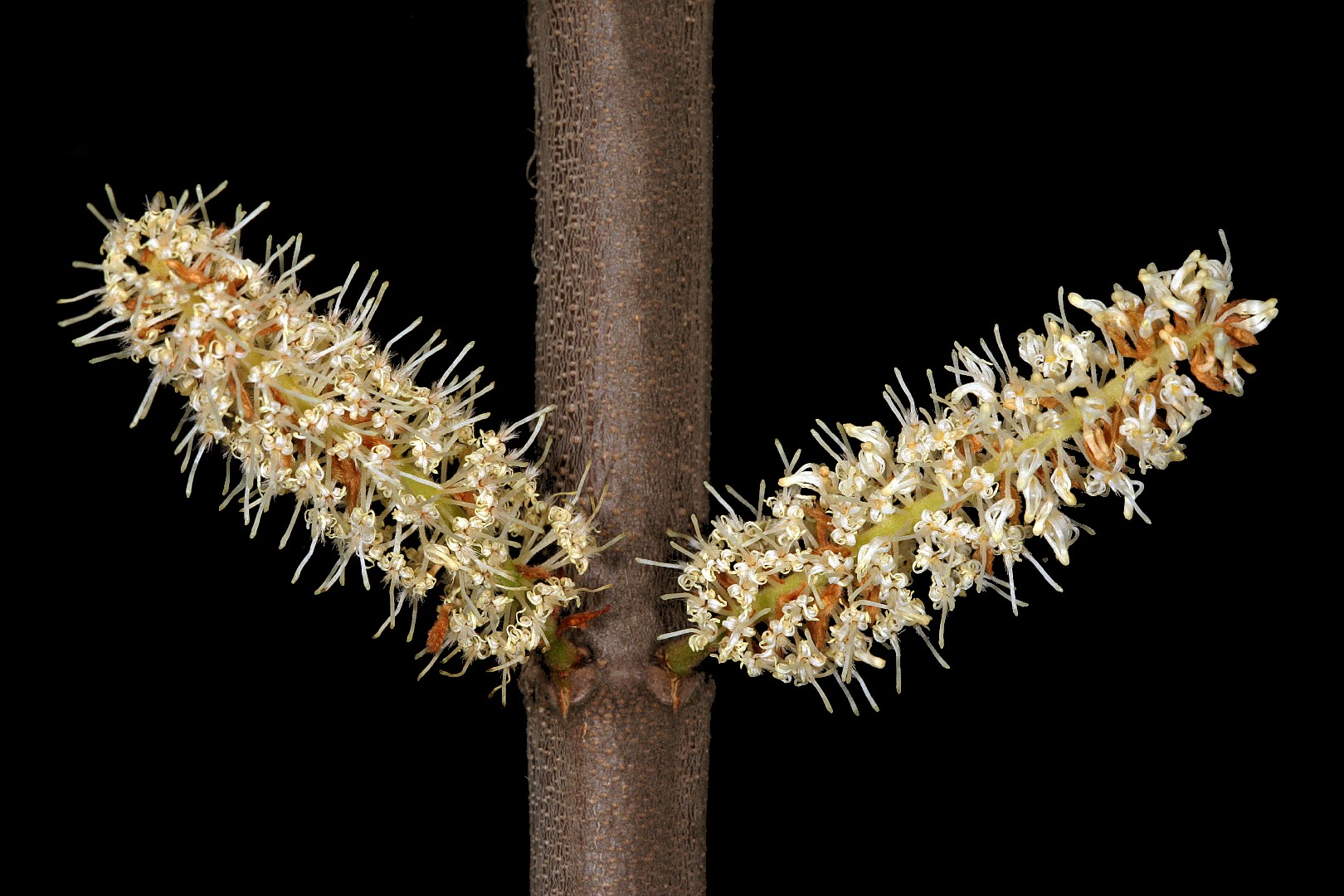 Brabejum stellatifolium 照顧,種植,繁殖,開花時間 PictureThis