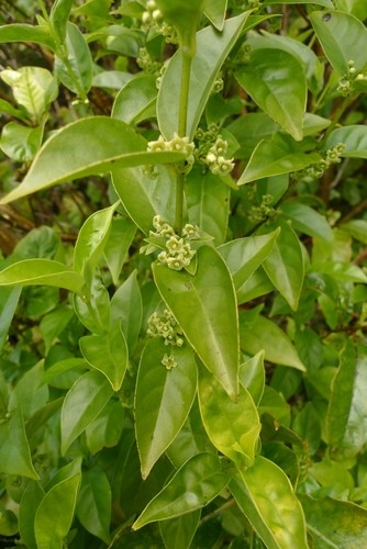 オガサワラモクレイシ属 (Geniostoma)
