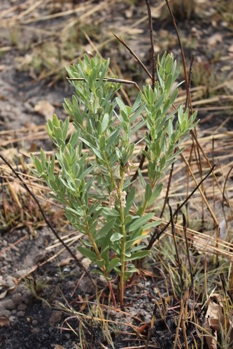 Gnidia kraussiana PictureThis