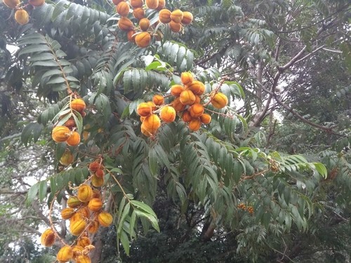 Jagera Tree Jagera Care (Watering, Fertilize, Pruning, Propagation) - PictureThis