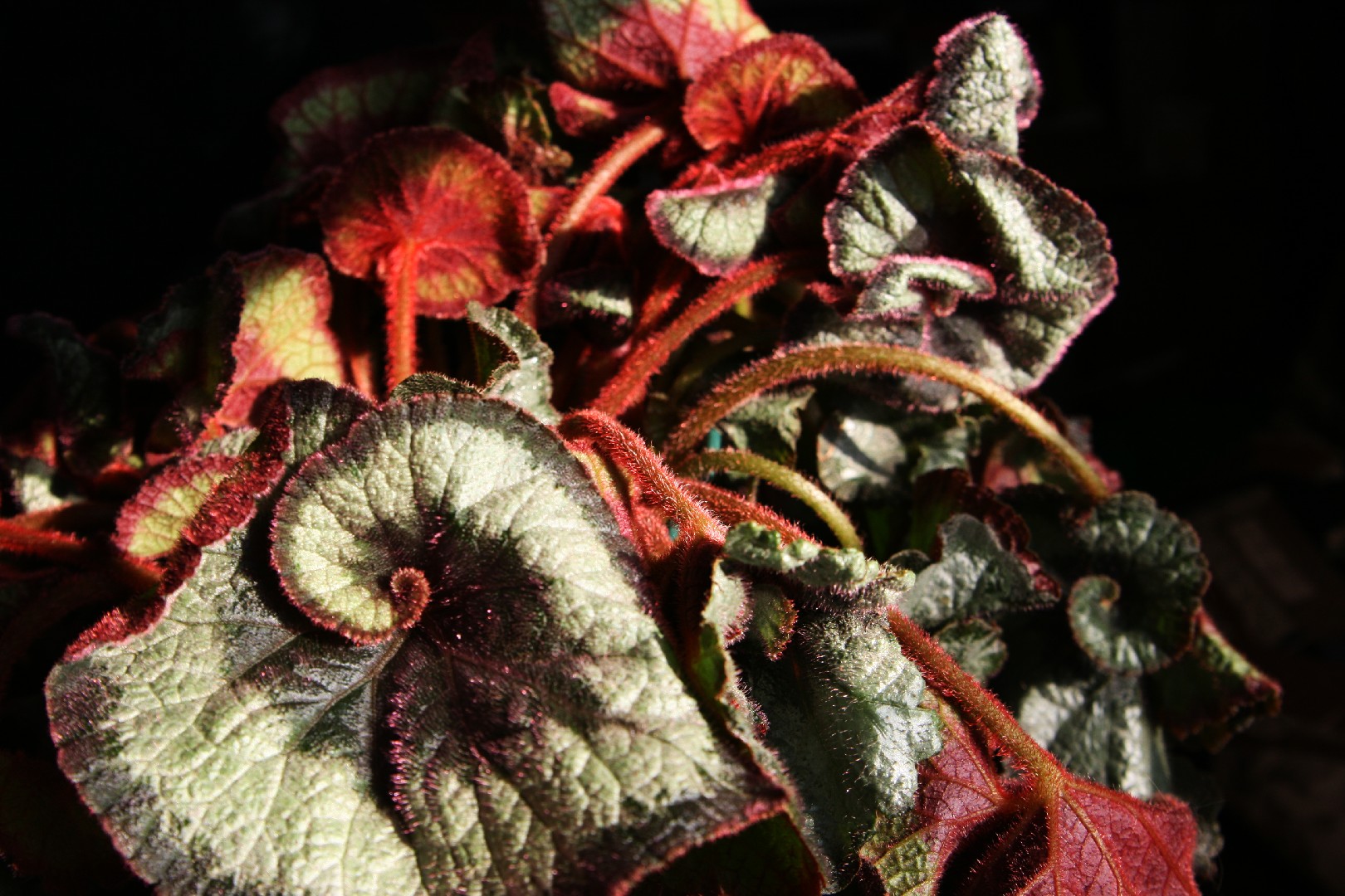 Begonia rex - PictureThis