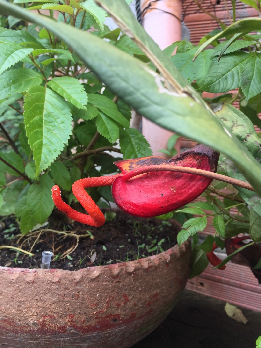 【珍品】多肉植物 硫黄団扇 赤い妖 ベニウチワ（紅団扇）の判定方法 (Anthurium scherzerianum)