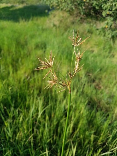 Cyperus articulatus PictureThis