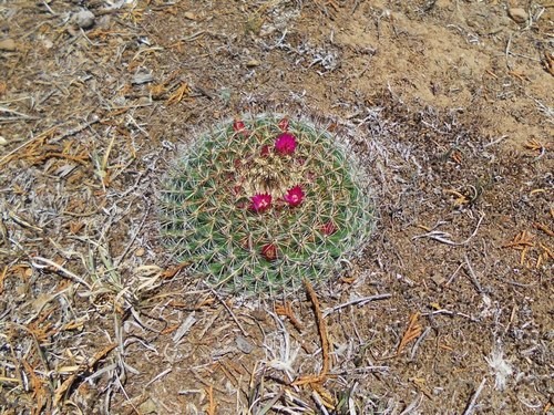 Biznaga Cuidados (Plantando, Fertilizantes, Enfermedades) - PictureThis