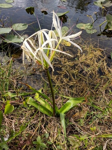 Lirio de pantano (Crinum americanum) - PictureThis