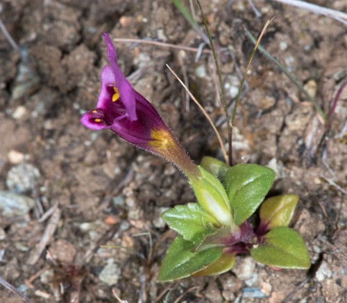 Diplacus douglasii - PictureThis