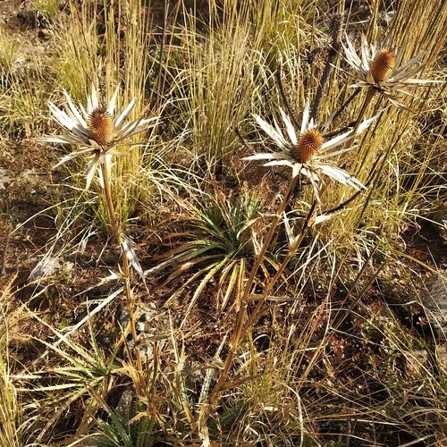 Eryngium proteiflorum PictureThis