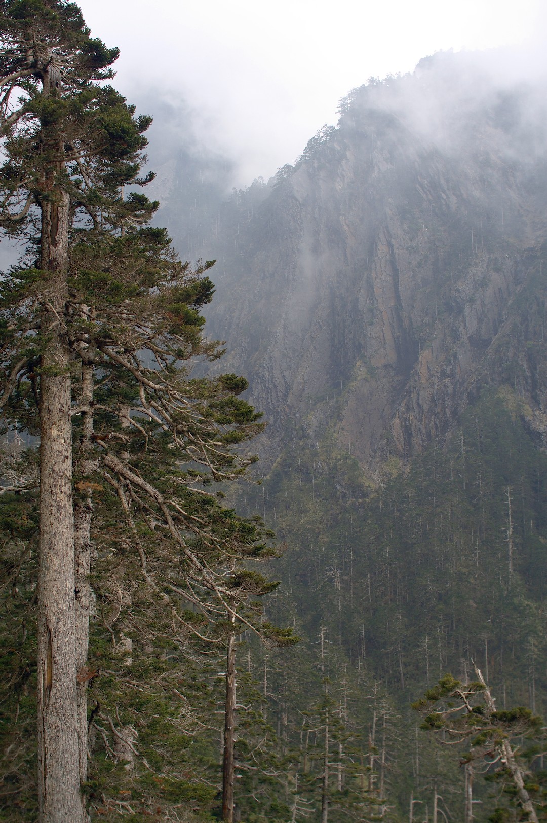 Abies kawakamii - PictureThis, image size:1080x1623