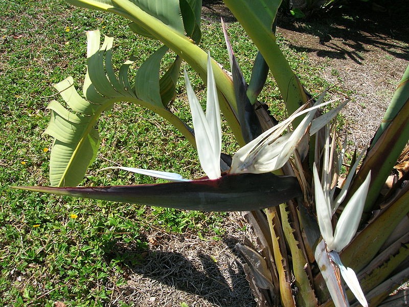 Ave-do-paraíso gigante (Strelitzia nicolai) - PictureThis