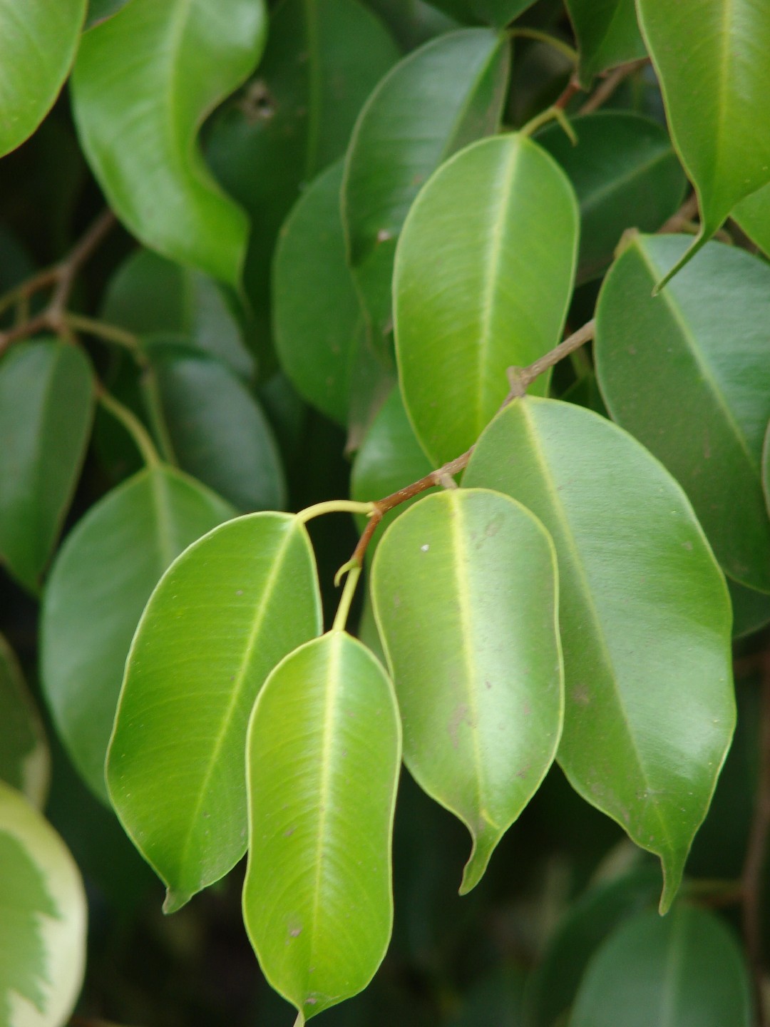 Plante en pot de Ficus benjamina et flacon vaporisateur vert sur