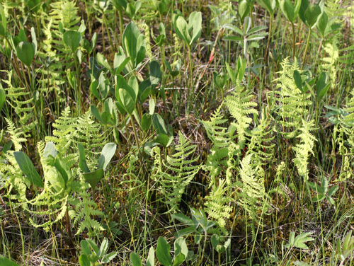 ヒメシダ(姫羊歯) (Thelypteris palustris) 花言葉,毒性,よくある質問 - PictureThis